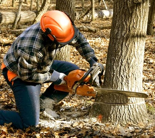 Tree Removal in Drytown, CA
